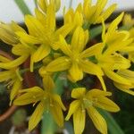 Allium moly Kvet