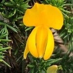 Ulex gallii Flower