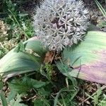Allium karataviense Квітка