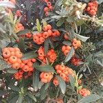 Pyracantha koidzumiiFruto