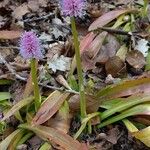 Helonias bullata 花