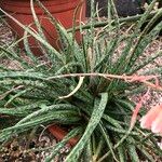 Aloe bellatula Lapas