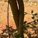 Terminalia mantaly Bark