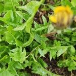 Taraxacum cucullatiformeLeaf