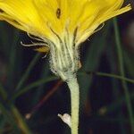 Hieracium chaixianum Blüte