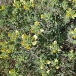 Ononis pubescens Lorea