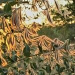 Guiera senegalensis Fruit