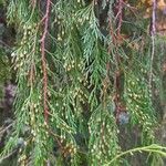 Cupressus pendula 葉