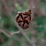 Cistus salviifolius Fruit