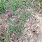 Trifolium alpestre Habitus