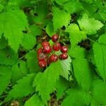 Actaea rubra Frukt