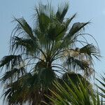 Washingtonia filifera Ліст