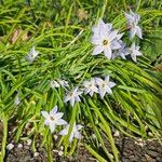 Ipheion uniflorum Hábito