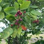 Amelanchier canadensisFruit