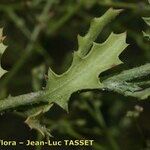 Cycloloma atriplicifolium Leaf