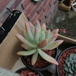 Dudleya greenei 叶