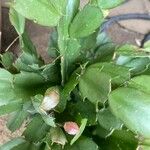 Schlumbergera truncata Лист