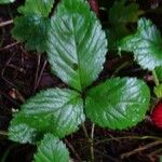 Potentilla indica Листок