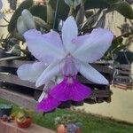 Cattleya walkeriana 花
