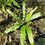 Asplenium scolopendrium Likasa