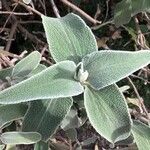 Phlomis fruticosa Fulla