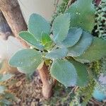 Kalanchoe laetivirens Folha