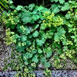 Alchemilla xanthochlora Habit