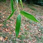 Phyllostachys sulphurea Лист