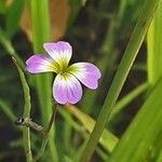 Malcolmia maritima പുഷ്പം