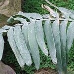 Encephalartos chimanimaniensis Leaf