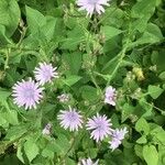 Lactuca macrophylla Fleur