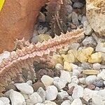 Huernia macrocarpa Lapas