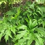 Tacca leontopetaloides Leaf