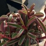 Peperomia graveolens 花