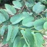 Bauhinia x blakeana Leaf