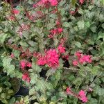 Plumbago indica 花