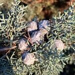 Cupressus goveniana Fruit