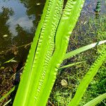 Acorus calamus Ліст