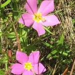 Sabatia campestris Virág