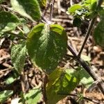 Clinopodium menthifolium Leaf