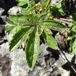 Potentilla caulescens Blatt