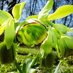 Helleborus foetidus Flor