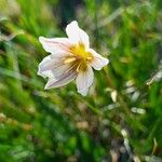 Gagea serotina Fula