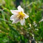 Gagea serotina Flower