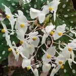 Begonia maculataFlower