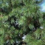 Pinus sibirica 葉