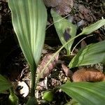 Coelogyne pallida Habitus