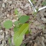 Gouania polygama Hoja