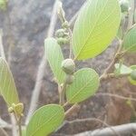 Annona senegalensis 果実