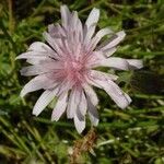 Crepis rubra Blüte